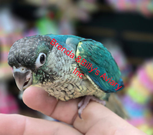 Conure SF Violet Yellow Sided