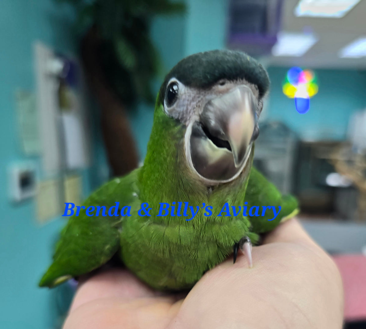 Macaw Hahns – Brenda & Billy's Aviary, Inc.®