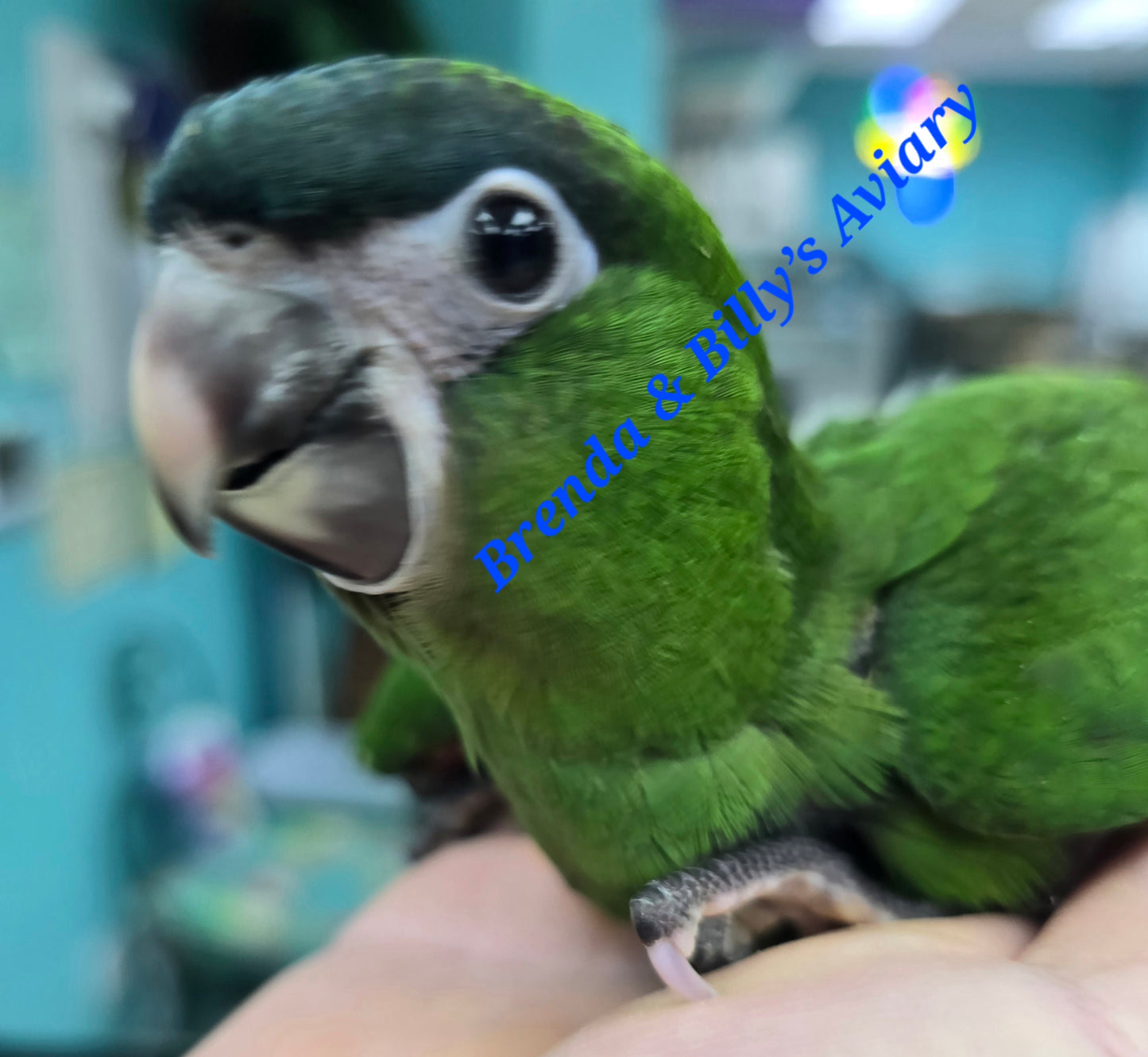 Macaw - Hahns