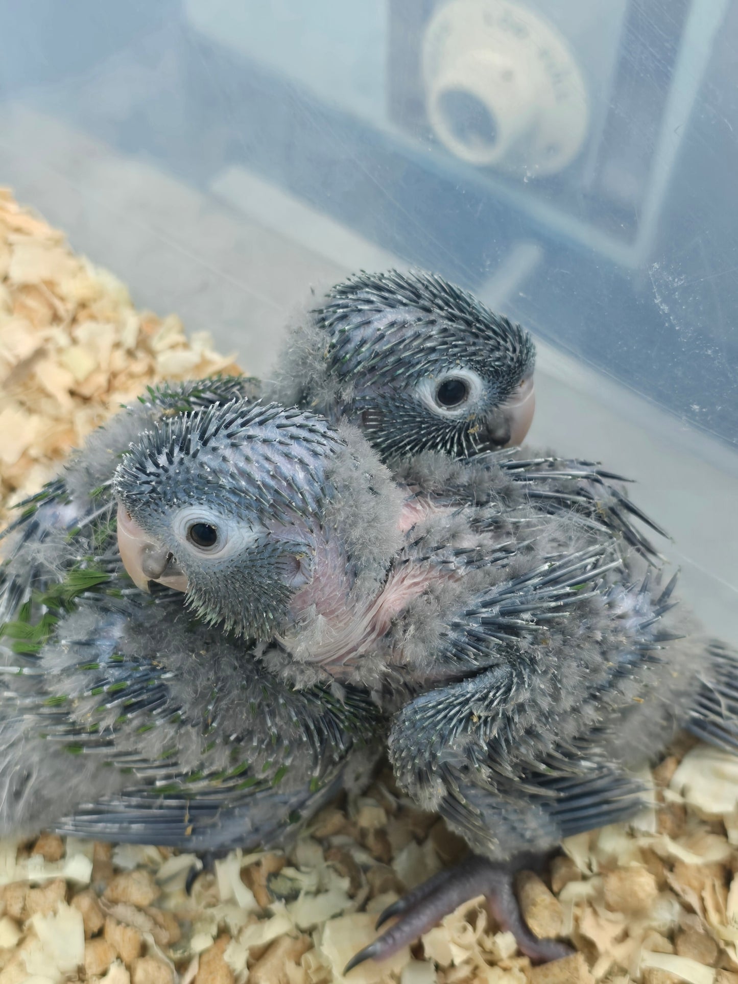 Conure Blue Crown