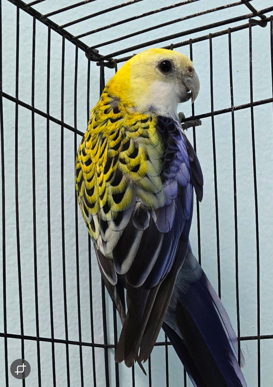 Rosella  - Pale Head aka Mealy