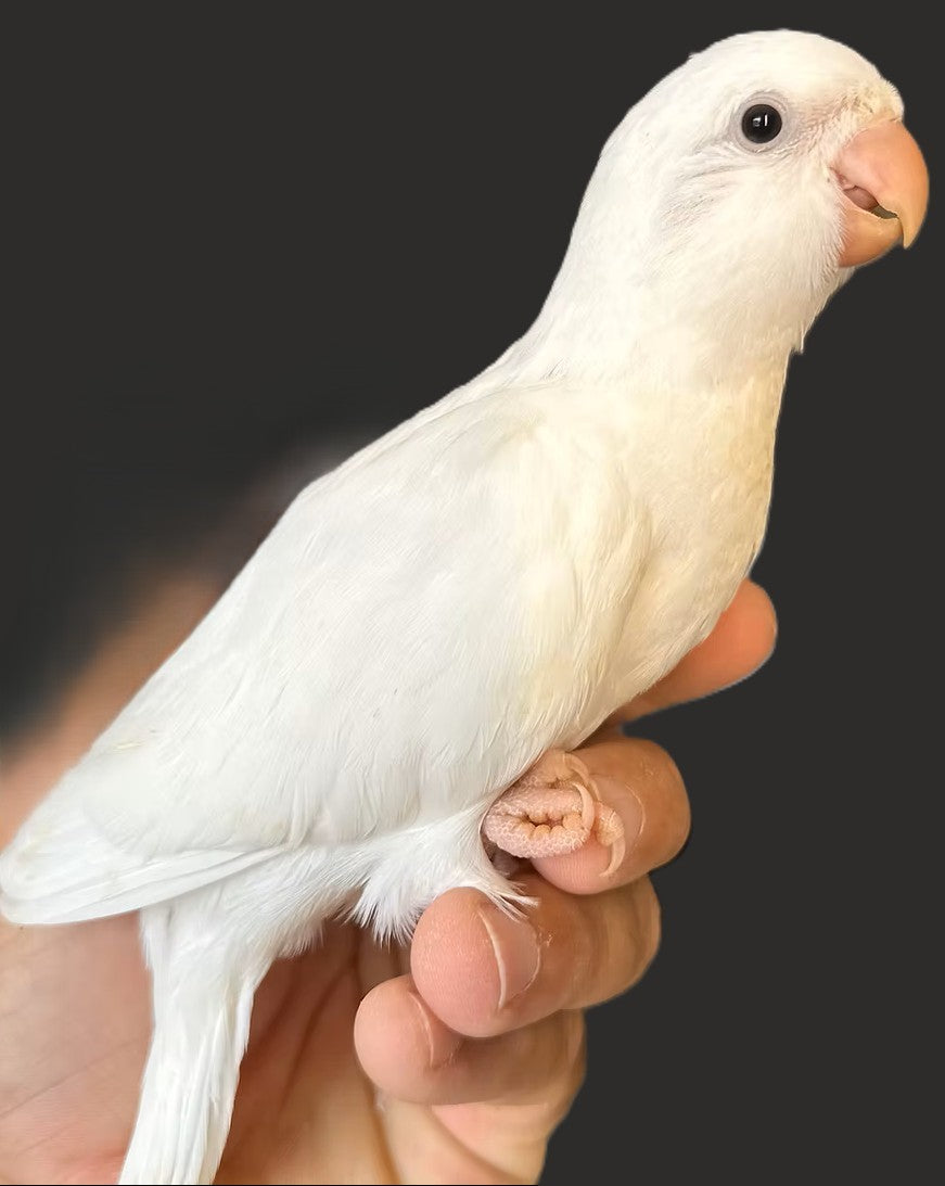 Quaker aka Monk Parakeet Albino