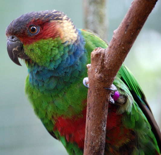 Conure Blue throated