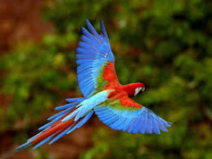 Macaw  Green-wing