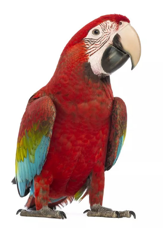 Macaw  Green-wing
