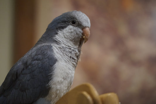 Quaker aka Monk Parakeet dark Grey