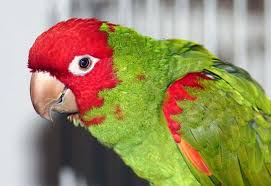 Conure Cherry Headed