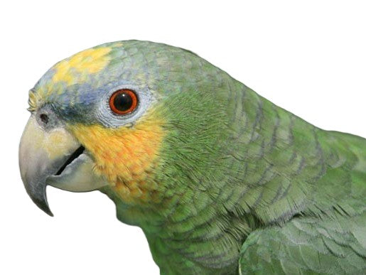 Amazon Orange-Winged