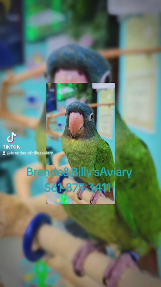 Conure Blue Crown