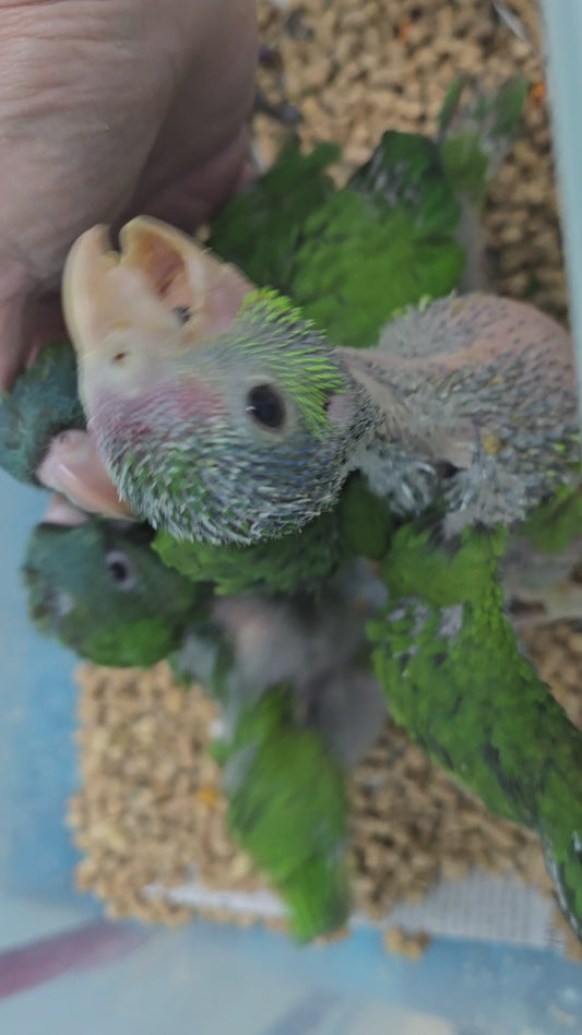 Amazon Mexican Red Head