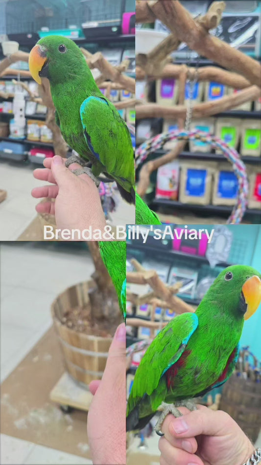 Eclectus Parrot