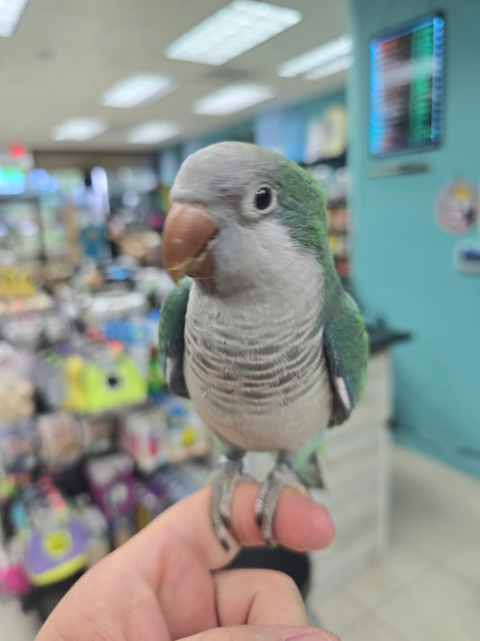 Quaker Parrot Turquoise aka Monk Parakeet