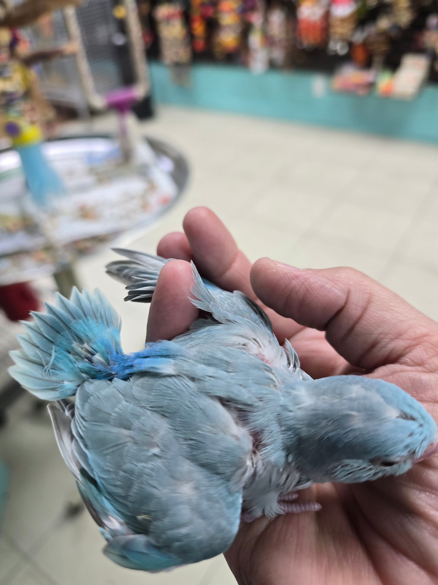 Parrotlets