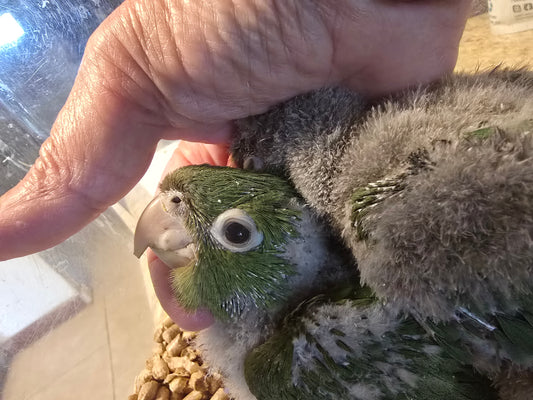Conure Cherry head