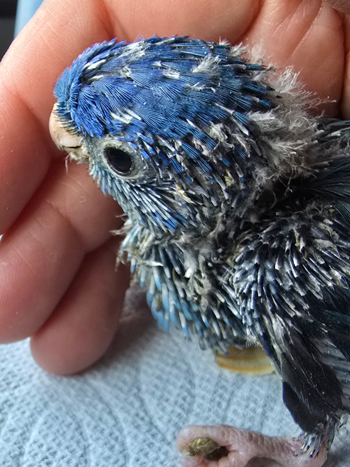 Lineolated Parakeet