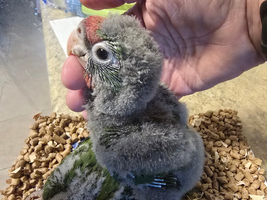 Conure Mitred