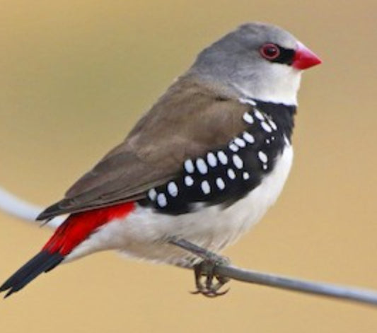 Finch Diamond firetail