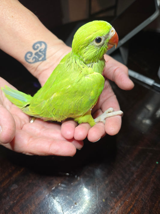 Indian Ringneck Green Harlequinn aka Chatter-box parrot