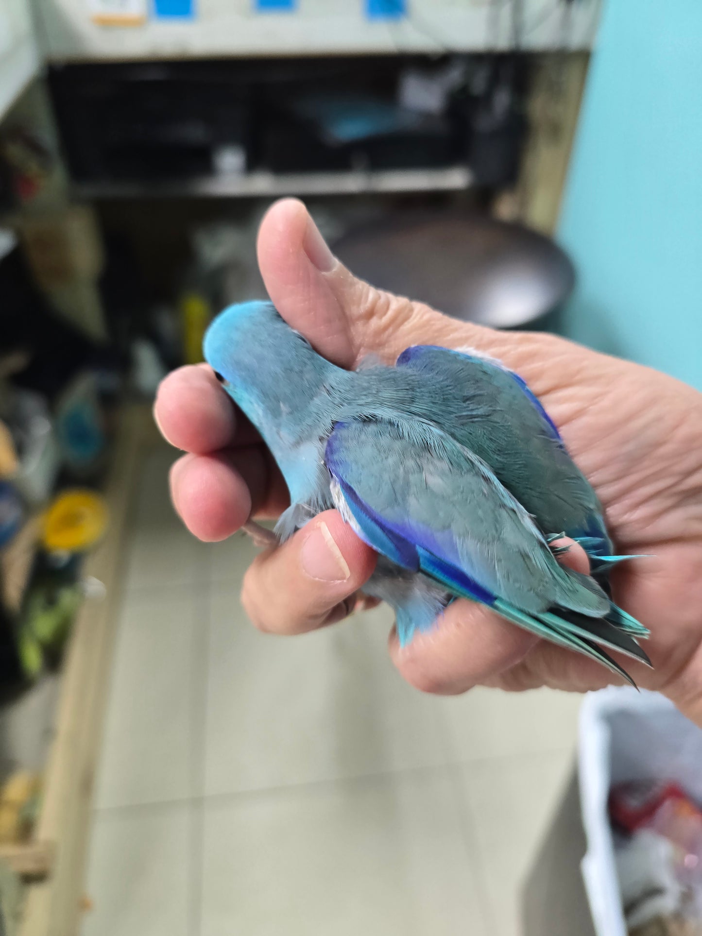 Parrotlets