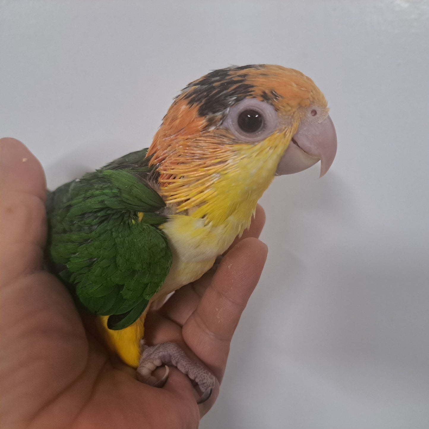 White Belly Caique