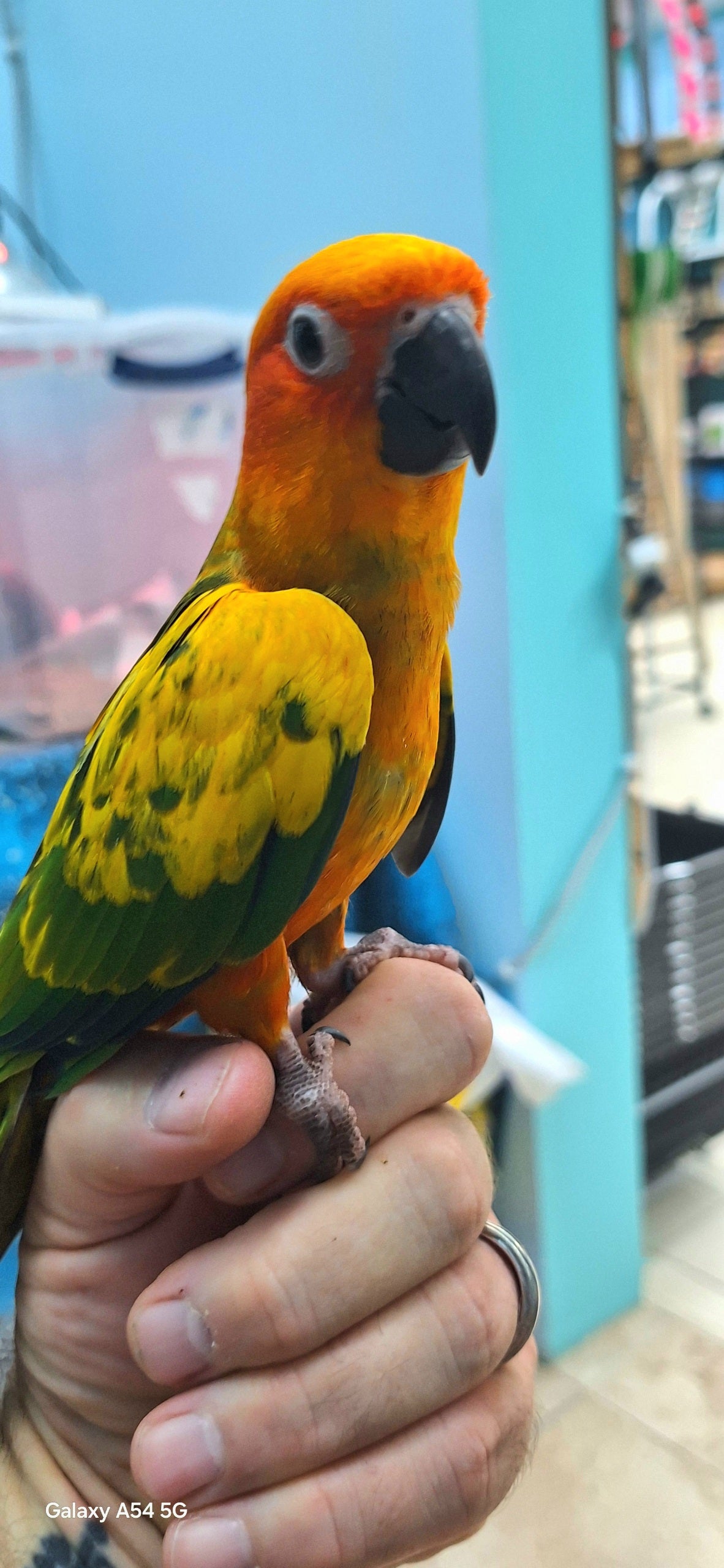 Conure Sun  Normal