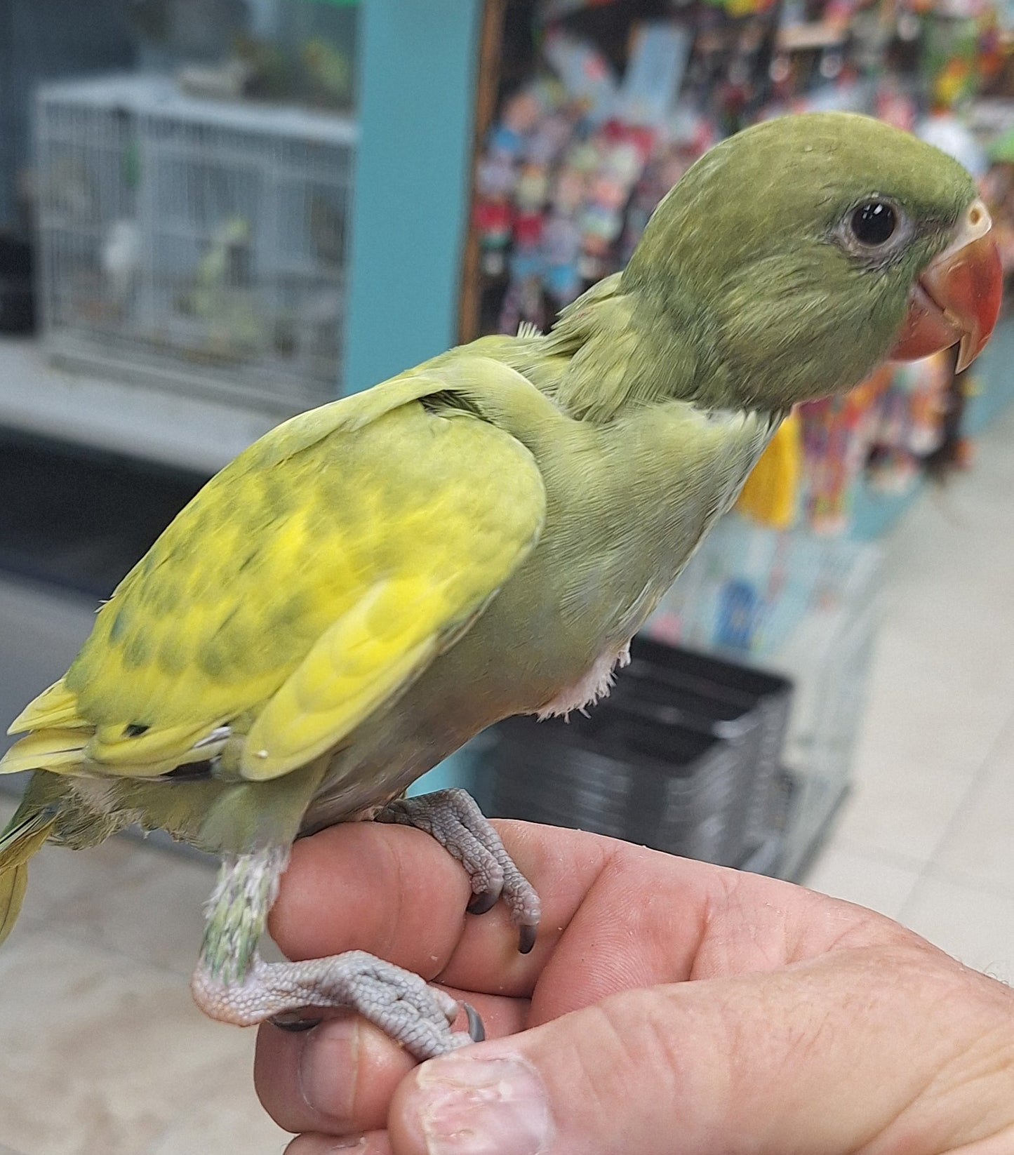 Indian Ringneck Violet Green Harlequin aka Chatter-box parrot