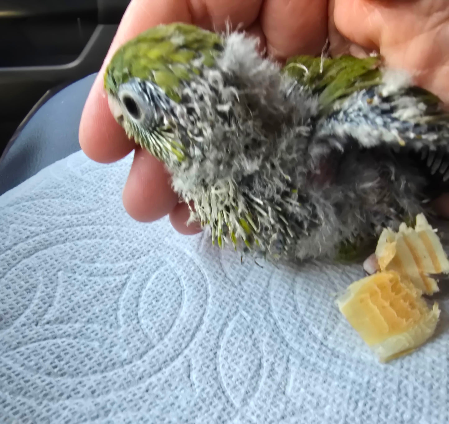 Lineolated Parakeet