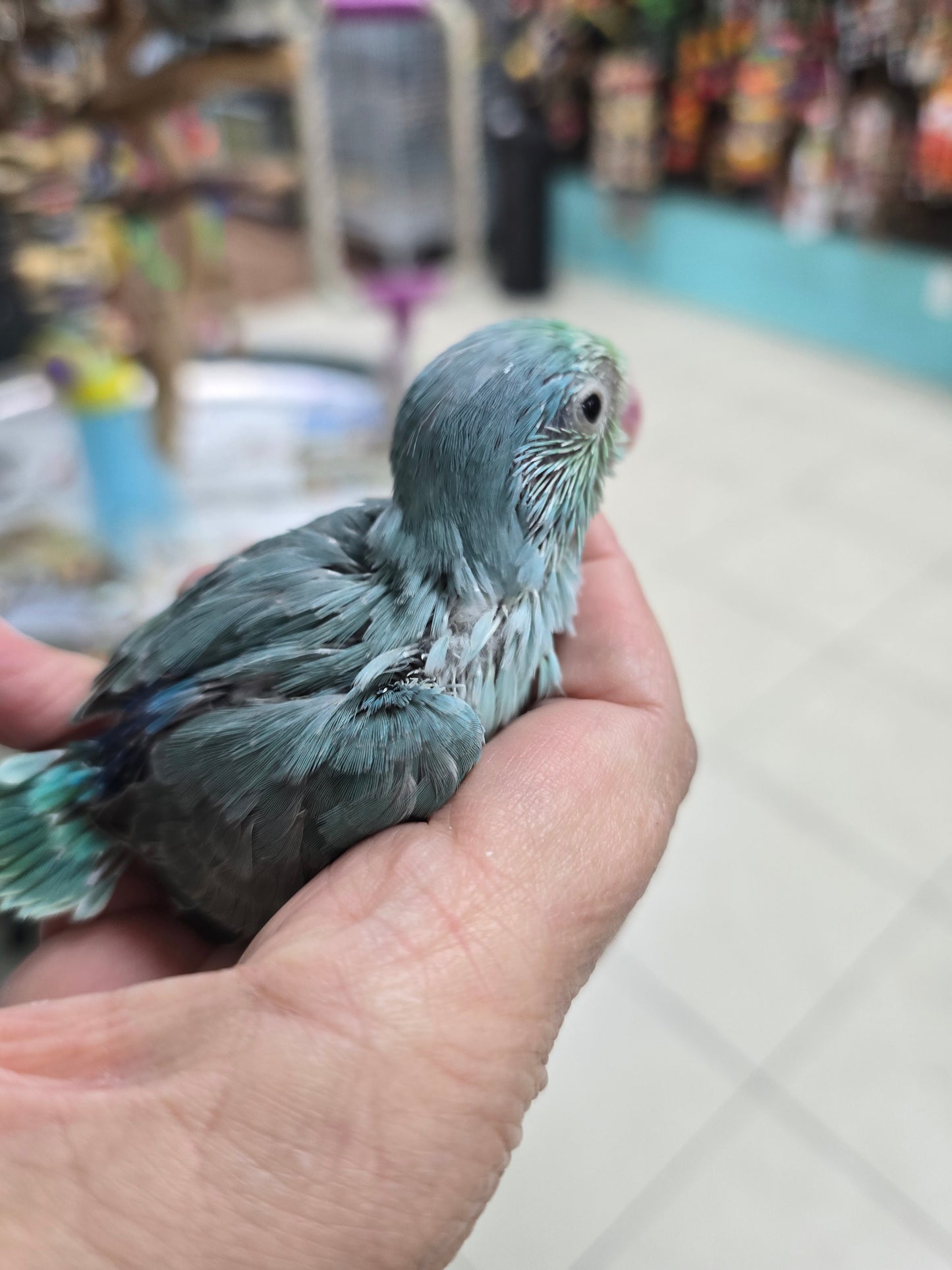 Parrotlets