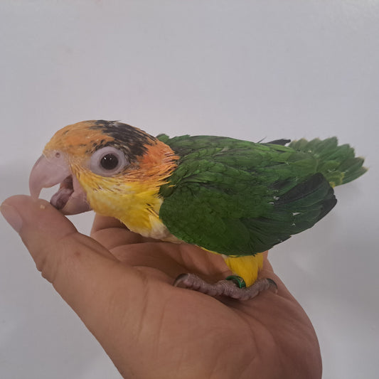 White Belly Caique