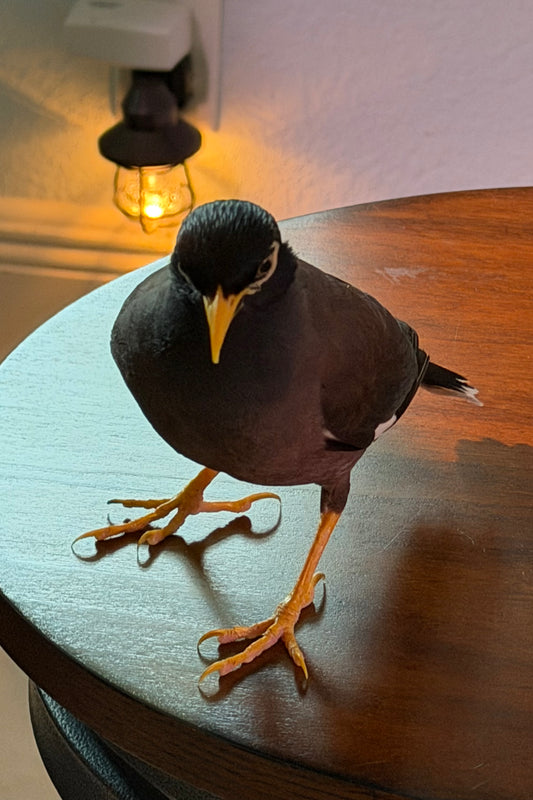 Common Mynah