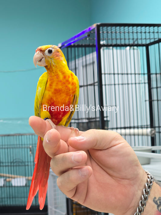 Conure Red dominant Cinnamon dilute green cheek