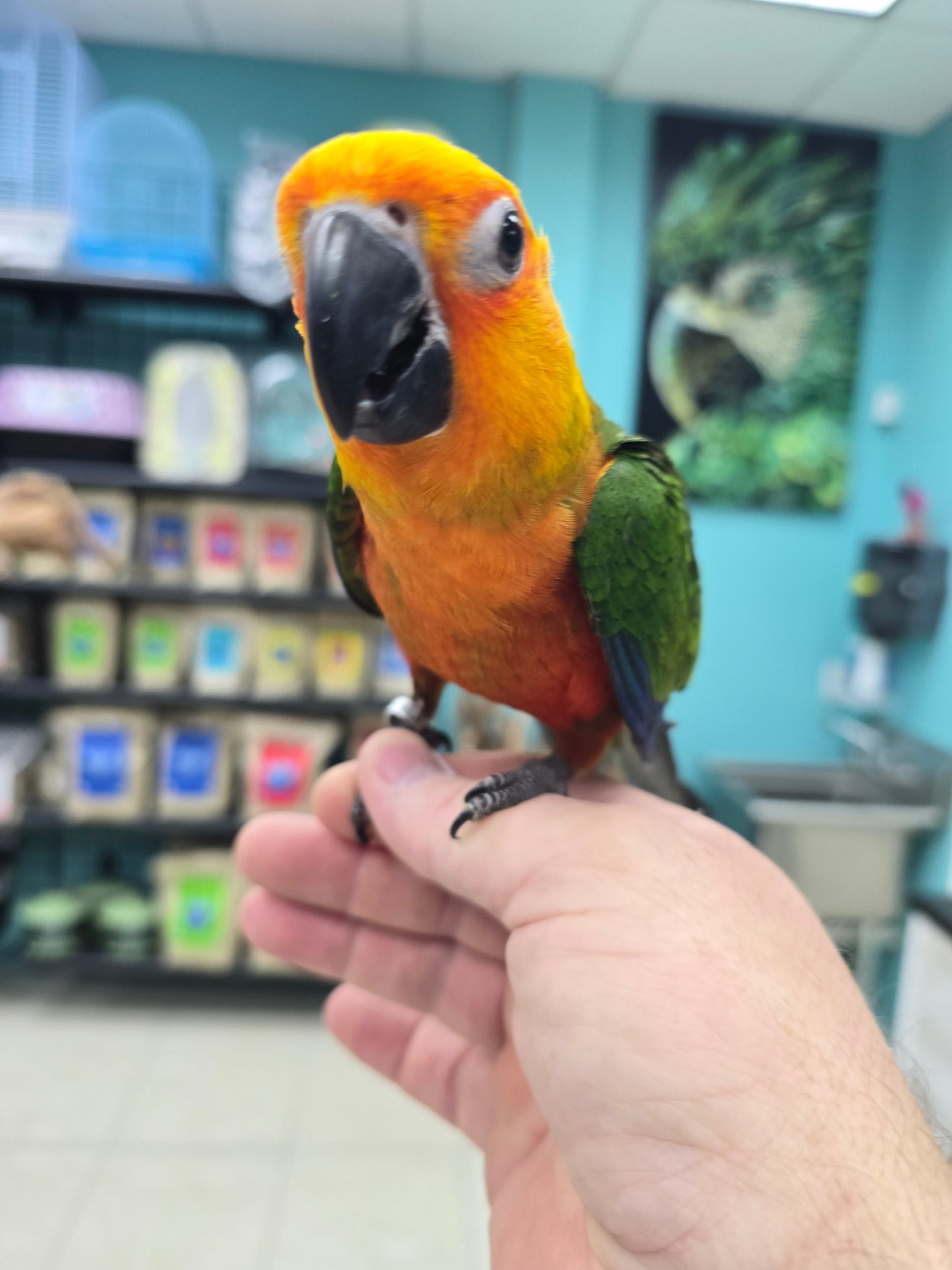 Jenday Conure