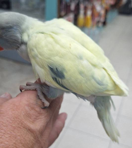 Indian Ringneck Emerald Violet Harlequin