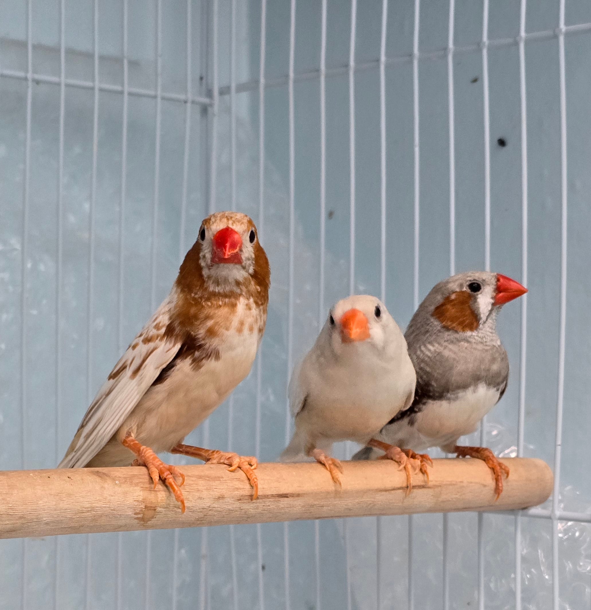 Finch Zebra Brenda Billy s Aviary Inc