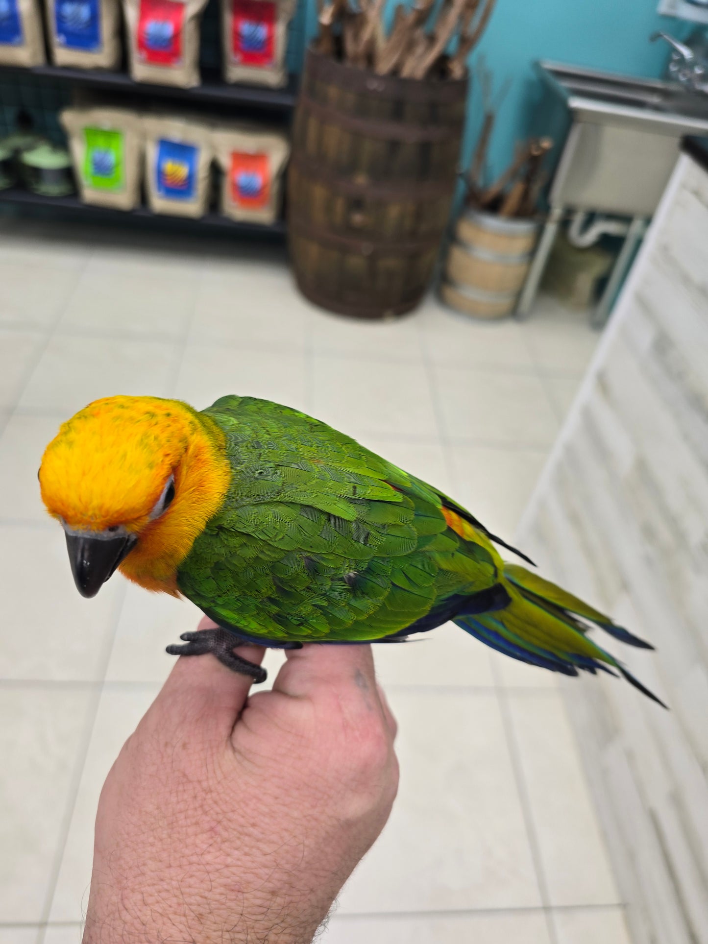 Jenday Conure