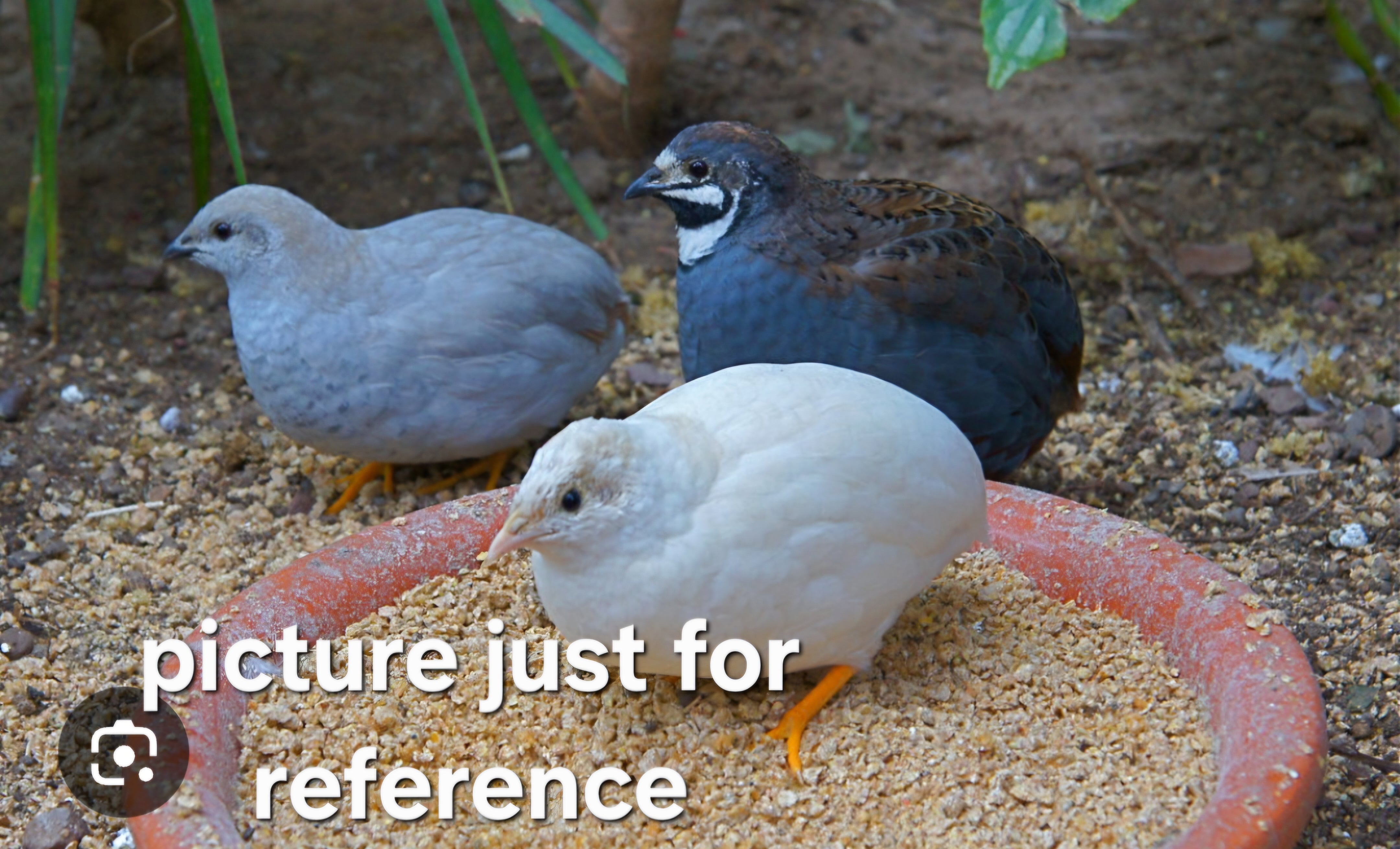 Button Chicken Button Quail – Brenda & Billy's Aviary, Inc.®