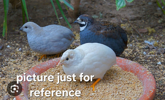 Button Quail