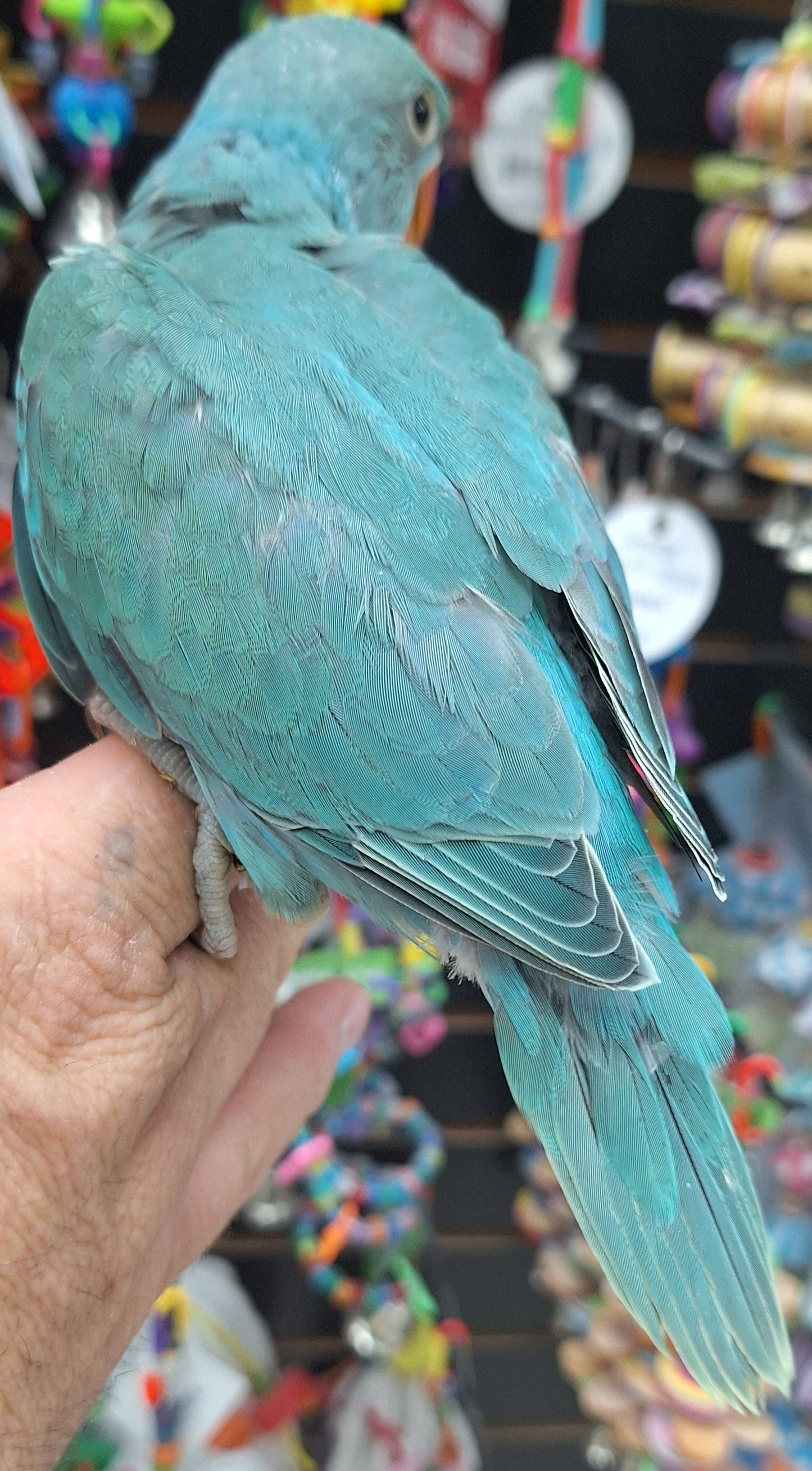 Indian Ringneck Emerald aka chatterbox parrot