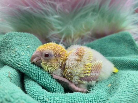 Quaker aka Monk Parrot  Lutino