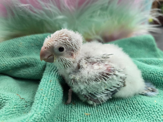 Quaker aka Monk Parrot  Blue crossover