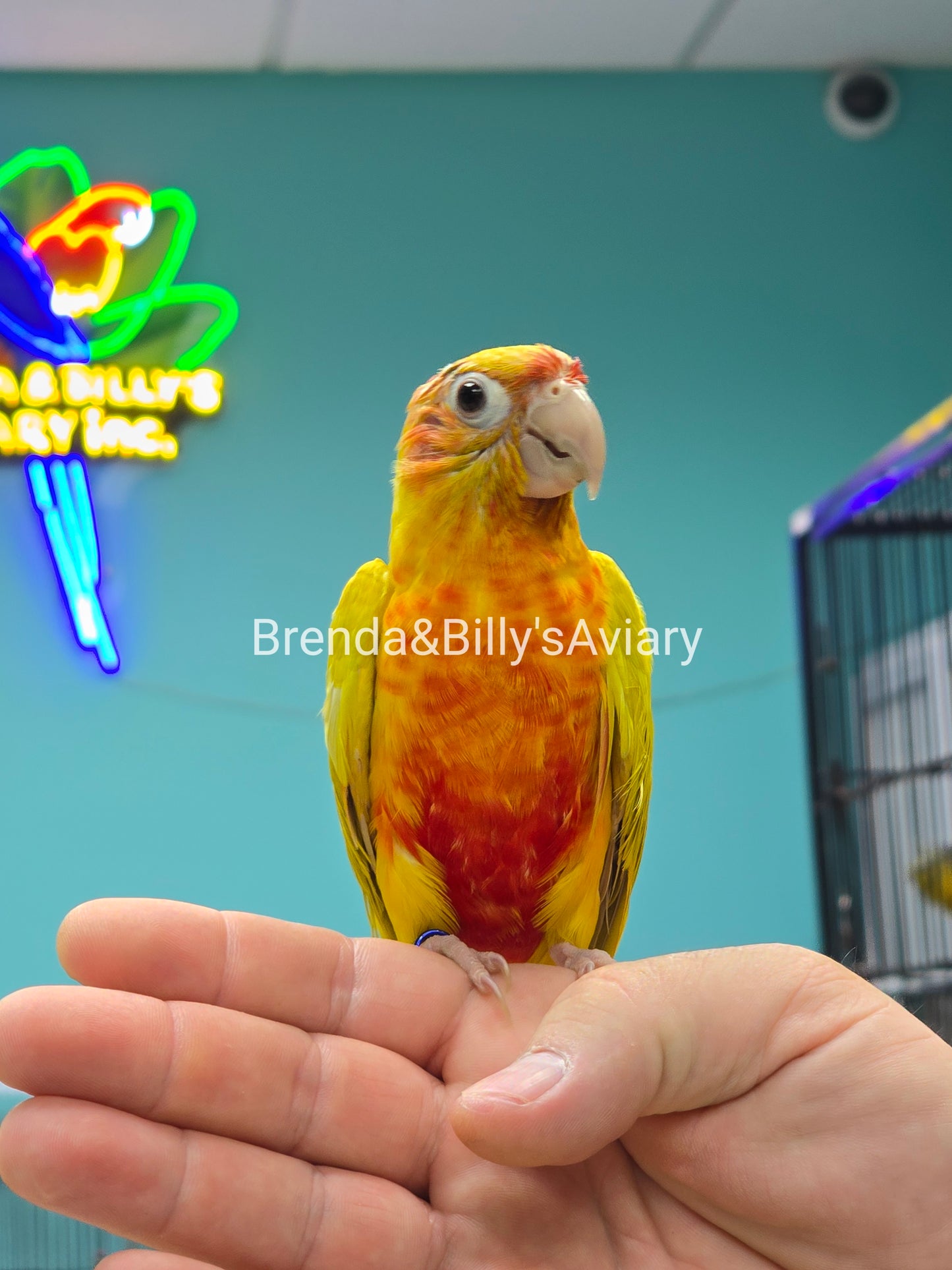 Conure Red dominant Cinnamon dilute green cheek