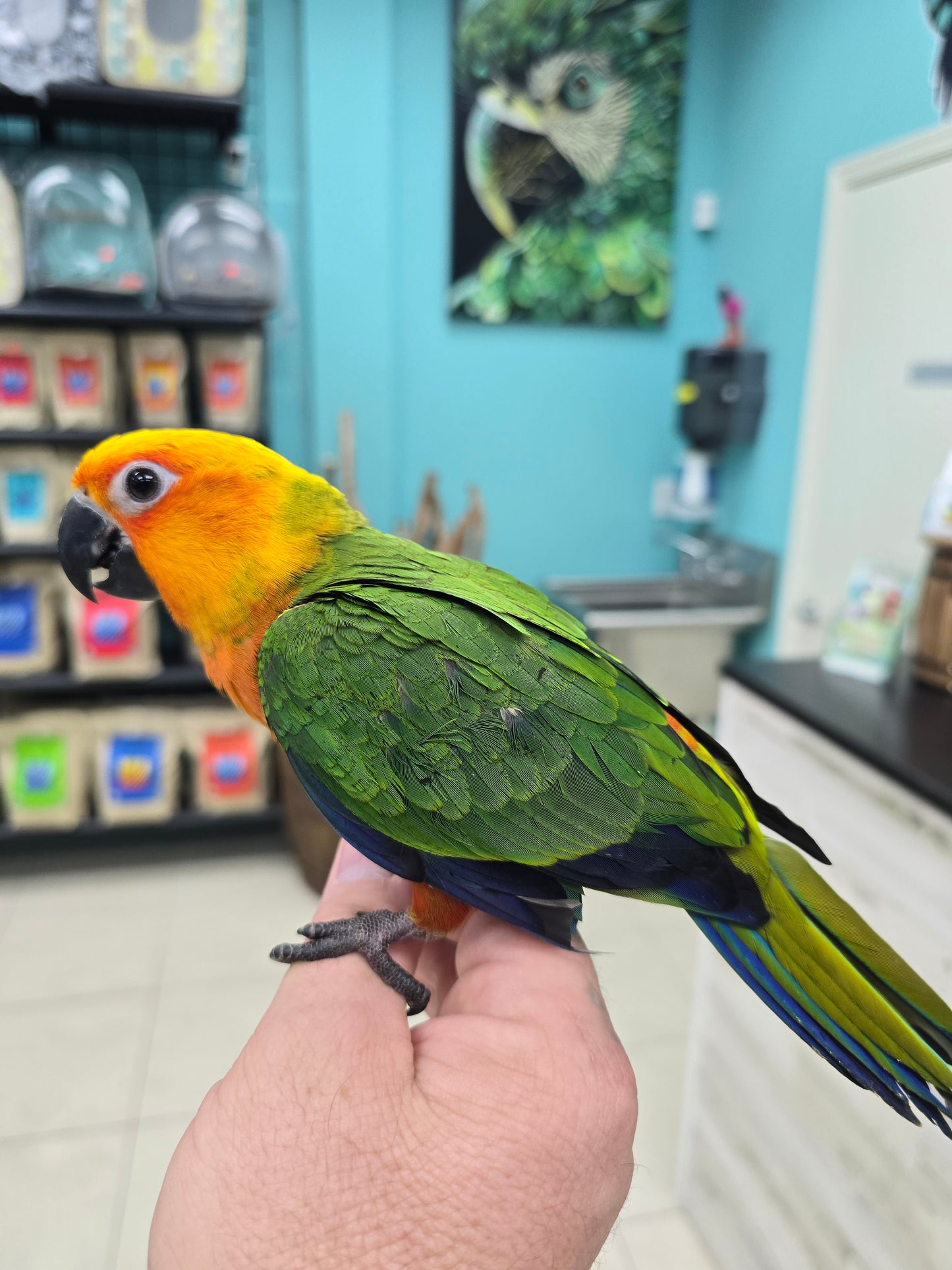 Jenday Conure