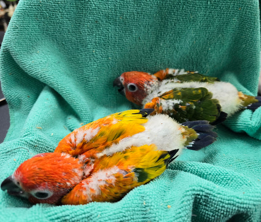 Conure Sun -red factor