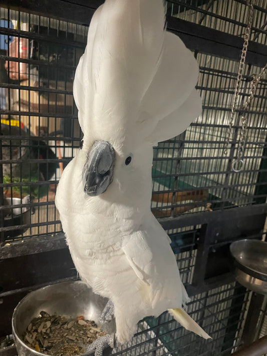Cockatoo Umbrella