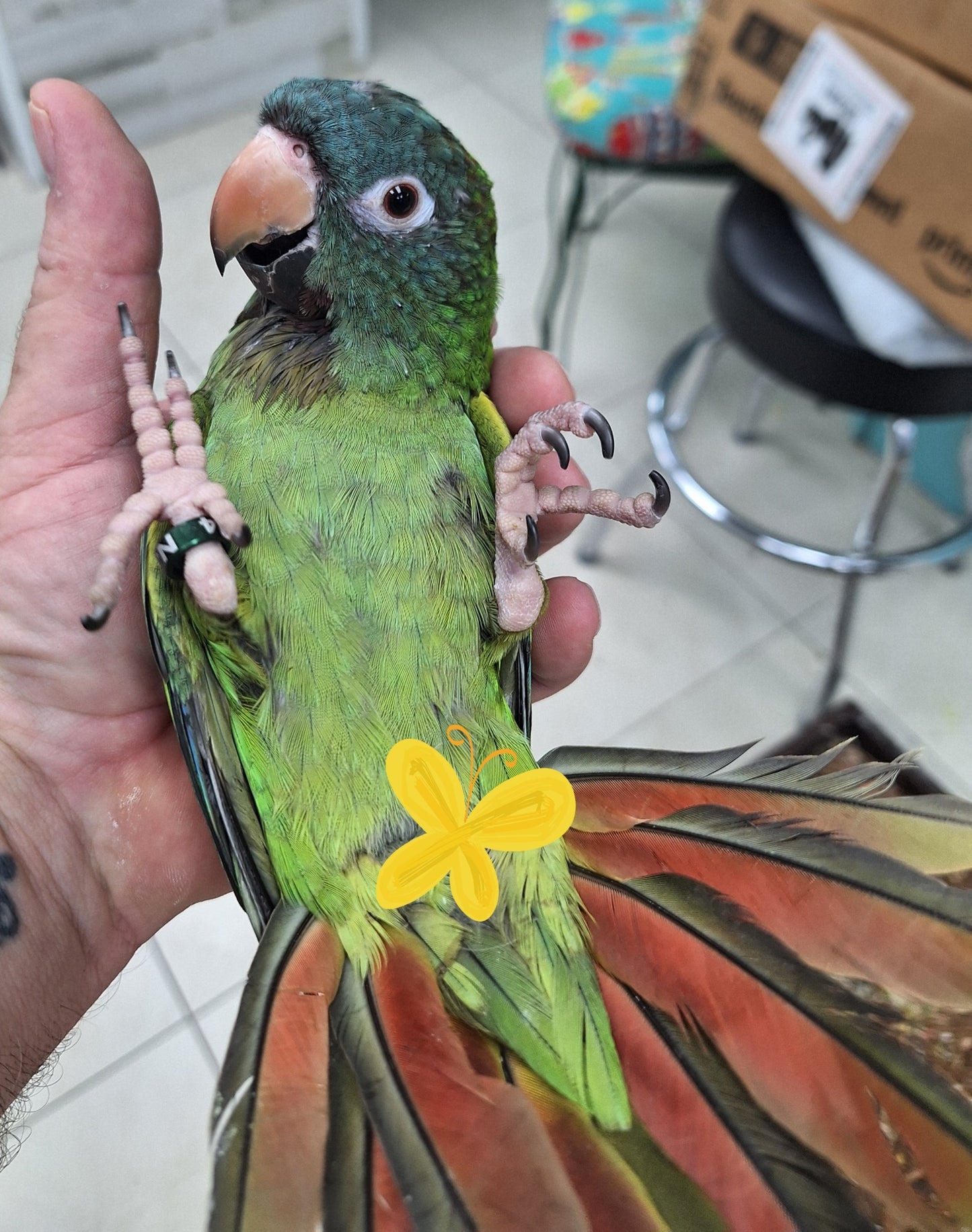 Conure Blue Crown