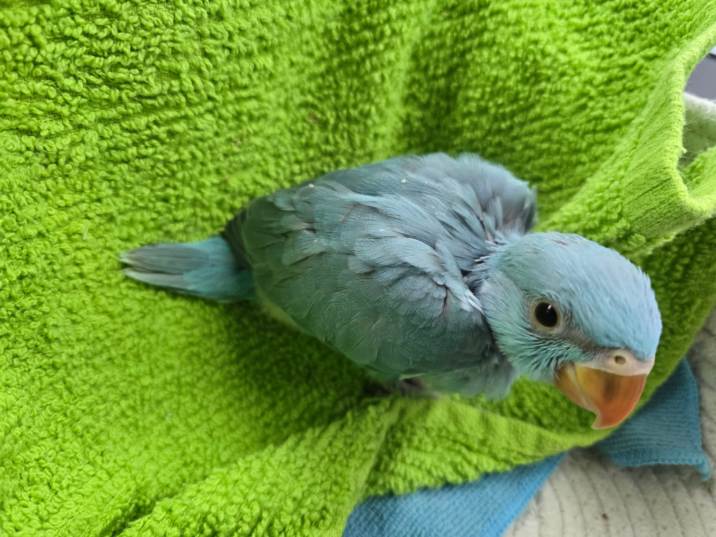 Indian Ringneck Blue aka Chatter-box parrot