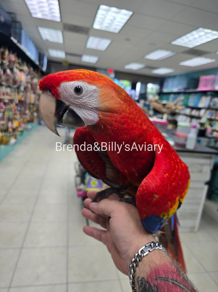Fresh Look at Macaw Scarlet