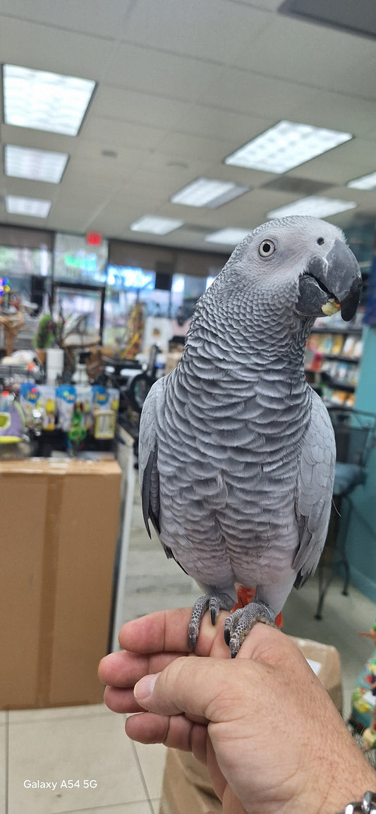 African Gray Congo