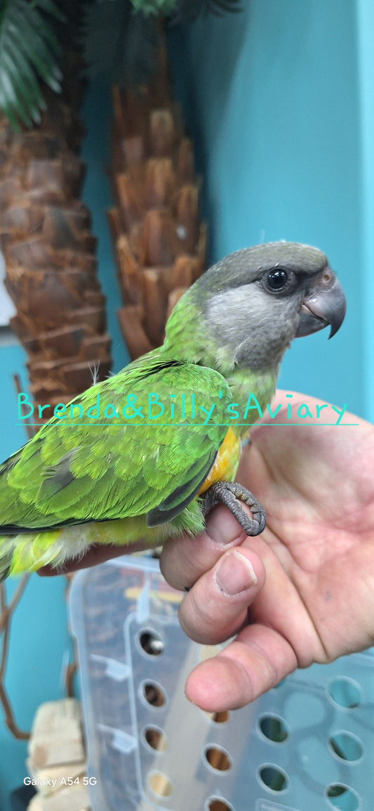 Senegal parrot