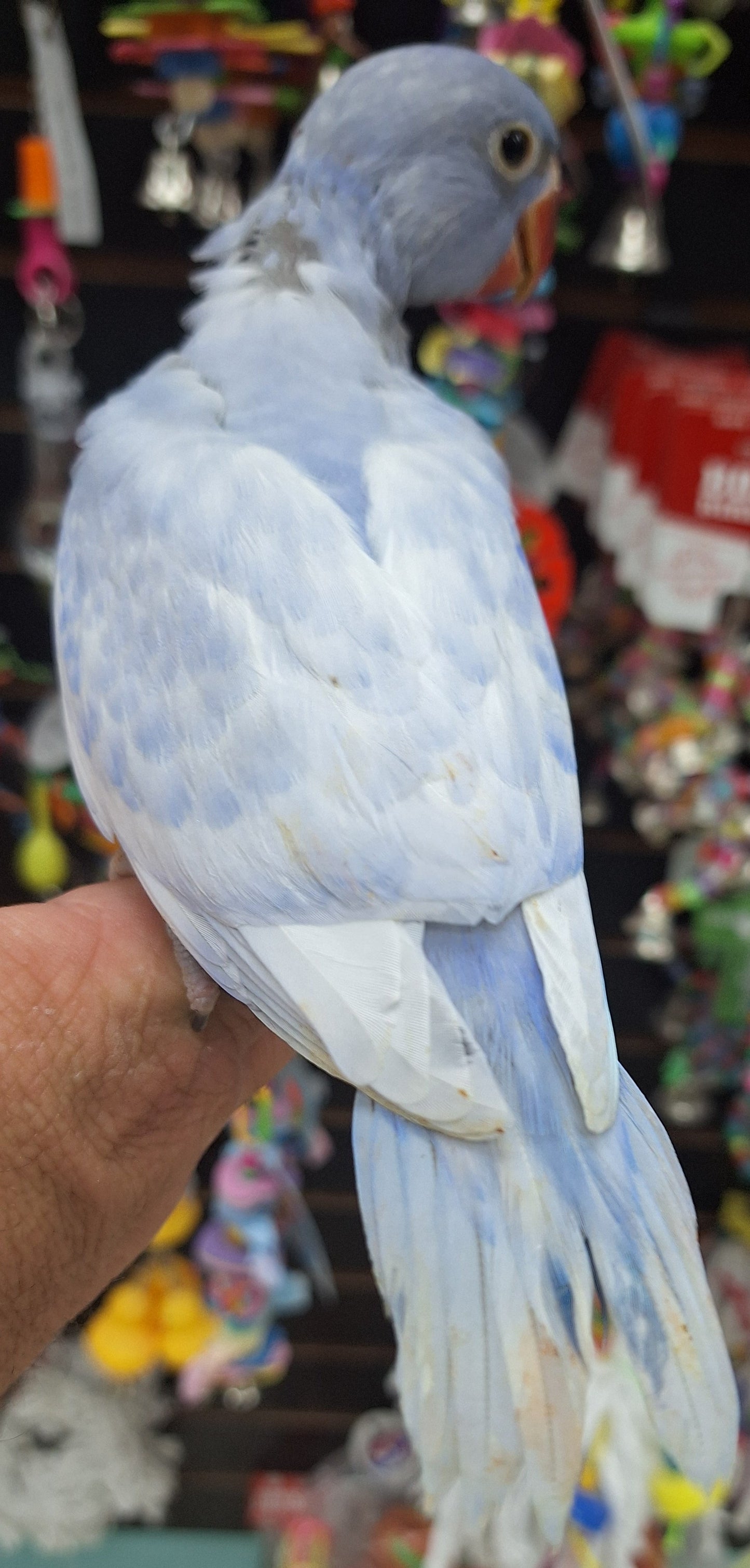 Indian Ringneck Violet Harlequin  aka Chatter-box parrot